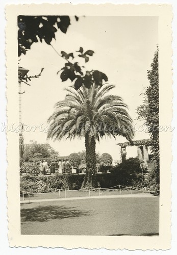 Insel mainau palme bodensee - mainau,