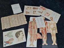 Anatomische Lehrtafel Aufklappbar Mensch Körper Alt Sammler Top Zustand Ca 1920 
