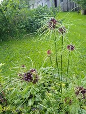 Weinberglauch Samen – Allium