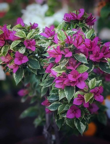 Bougainvillea-Welt