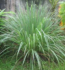 Samen vom ZITRONENGRAS -