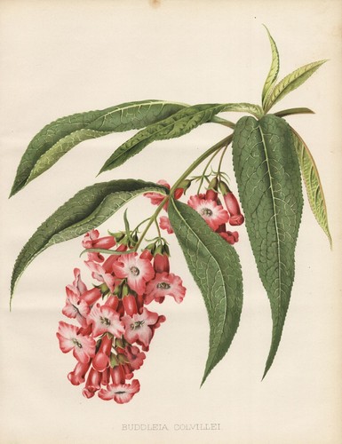 Buddleia colvillei