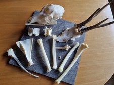 Reh knochen wirbel - reh,