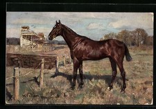 Pferd am Rande einer Rennbahn, Ansichtskarte 1907 