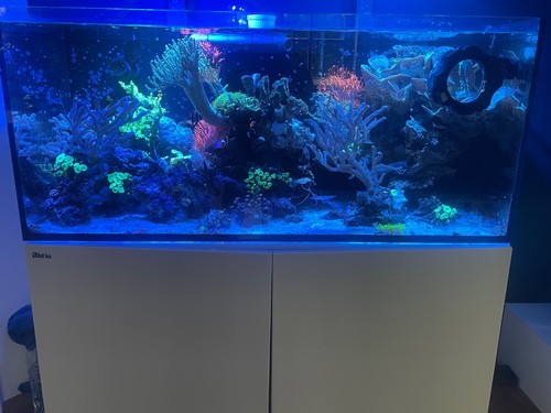 Red sea reefer 350l - red, –