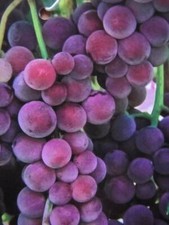 Vitis suffolk red - vitis, kernlose