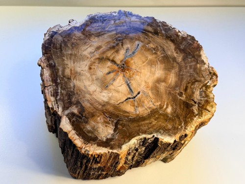 Versteinertes holz madagaskar - versteinertes,