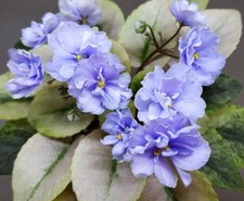 Saintpaulia Usambaraveilchen