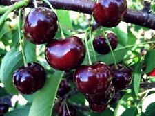 Kirschbaum BURLAT 120-150 cm hoch