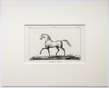 BUFFON Pferd Cheval Original