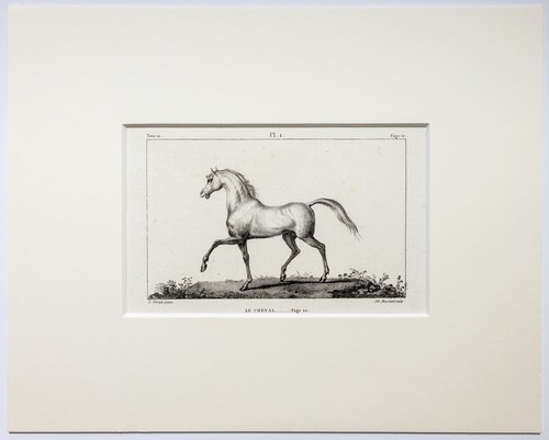 Buffon pferd cheval - pferd, original