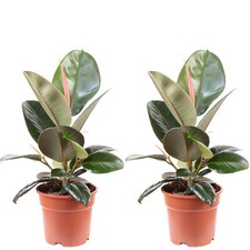 2er-Set Gummibaum - Ficus
