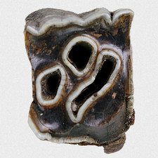 Fossil C. Antiquitatis