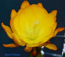 Spiced Takuan kleine Pflanze