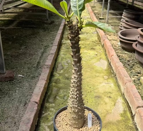 Sale rare cacti plant - rare,