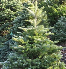 Koreatanne Sämling 80-100cm - Abies koreana