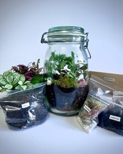 DIY Terrarium Komplettset mit