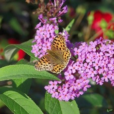 Buddleja davidii sommerflieder - davidii,