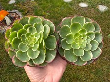 Aeonium Night Banquet