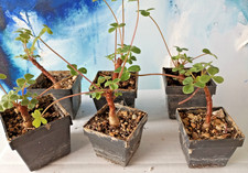 Oxalis megalorrhiza eine - megalorrhiza,,