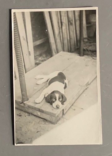Fotokarte hund bocker - fotokarte, beagle