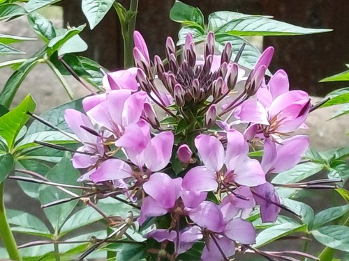 Gute blumen samen - gute,