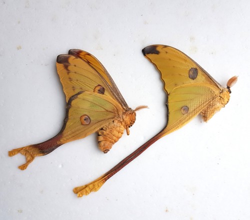 Schmetterlingspaar argema - schmetterlingspaar,
