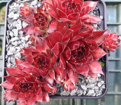 Sempervivum noir - 2x, –