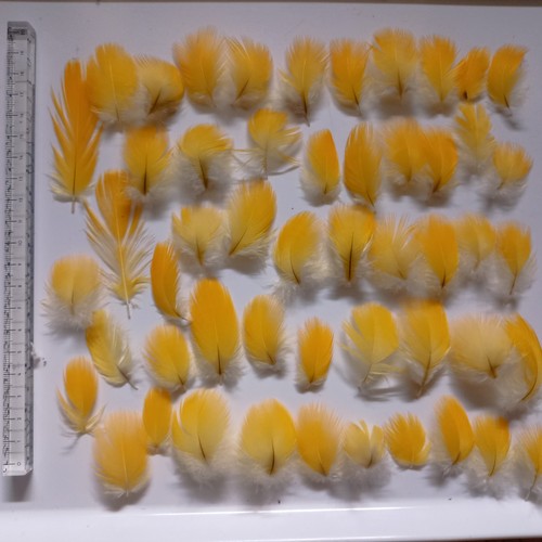 50x kleine papagei feder ara - 50x,