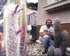 Berg-Kaktus Sukkulenten für das Zimmer exotische Pflanzen Zimmerpalme Dekoideen