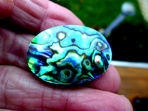 Abalone paua muschel - abalone,