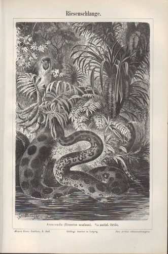 Lithografie 1896