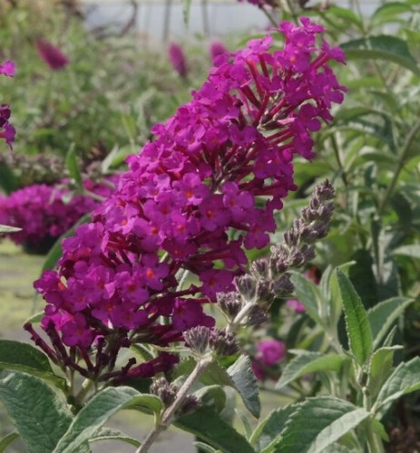 Buddleja buzz pink purple - pink,