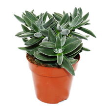 Crassula "Tarantula" - Tarantel-Dickblatt - pflegeleicht - Sukkulente 12cm Topf