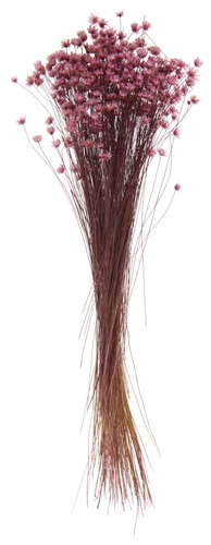 Glixia rosa 25 cm - rosa,, l