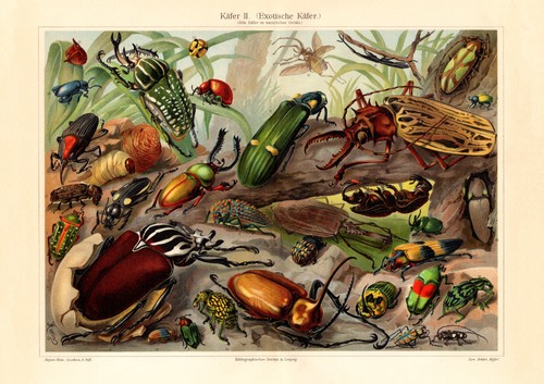 Käfer exotische - käfer, ii.