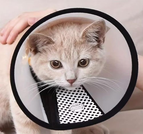 Haustier schutzkragen katzen - haustier,
