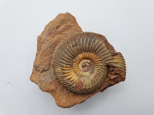 Parkinsonia parkinsoni nebst