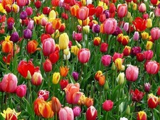500 Tulpenzwiebeln mittelhoch und langstielig 'Bunte Mischung' Gr. 9/11