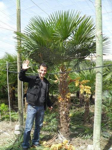 Palme trachycarpus fortunei - trachycarpus,