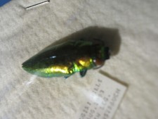 Buprestidae-Juwelenkäfer