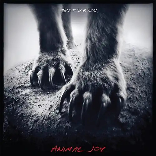 Shearwater animal joy - -,