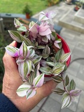 Tradescantia Tricolor