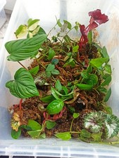 Monstera Philodendron