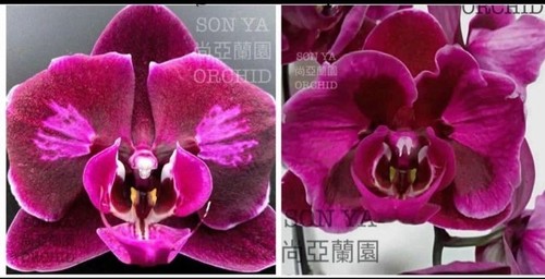 Orchidee phalaenopsis sonya - phalaenopsis,