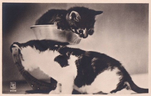 Foto katzen kätzchen - katzen,