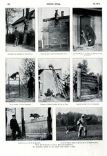 Der Polizeihund XL Seite 1919 mit 8 Fotoabb. Leistung Witterung Hund Polizei