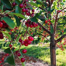 Sauerkirsche "Polnische