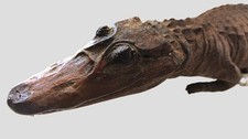 Alligator krokodil - alligator,