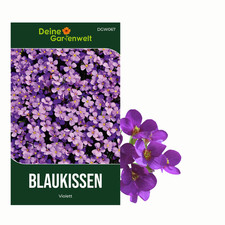 Blaukissen Violett Samen -